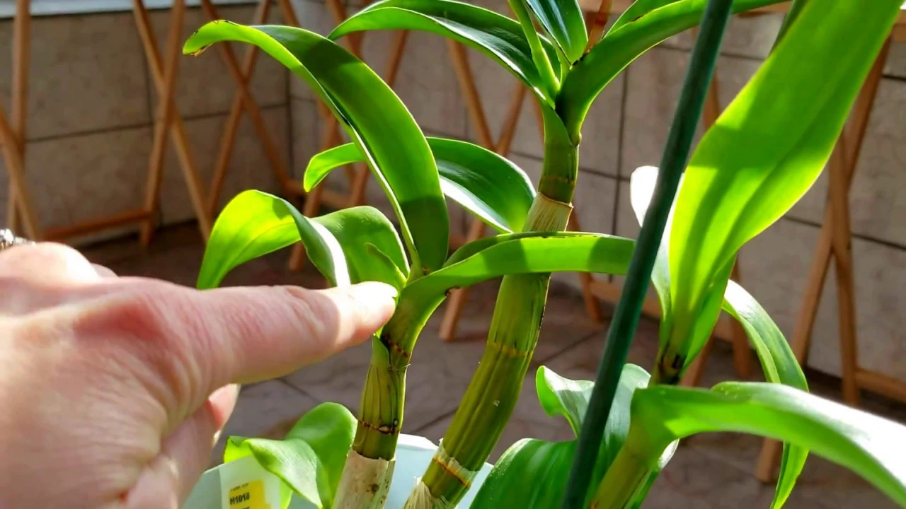 LIGHT REQUIREMENTS FOR PHALENOPSIS, DENDROBIUM, CATTLEYA AND VANDA ORCHIDS