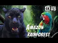 Download Lagu The Largest Tropical Forest in the World | Breathtaking Nature | Amazon Rain forest | Calming Nature