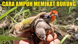 cara ampuh memikat burung kecil yang susah di pikat