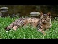 Download Lagu Ontspannende muziek voor katten en kittens 🐾 | Zachte melodieën om uw huisdier te kalmeren en te ...