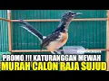 Lagu PROMO !!! INI DIA MURAI TROTOL INDEN RING KONDANG PALING DIBURU PEMAIN GANTANGAN YG DIJUAL MURAH