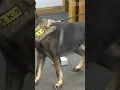 New Kirksville K9 officer steals the show at city council study session