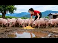 TIMELAPSE -- Buy 1000+ Piglets from Farmers Use 3-Wheeled Truck Transport Piglets, Go To Market Sell