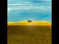 Resiliency of Hope - Pianostalgic