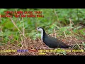 Download Lagu TIẾNG CHIM QUỐC MỒI FILE THÁI CHUẨN KHÔNG TẠP ÂM (MIỂN PHÍ)
