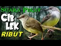 Download Lagu Suara CIBLEK RIBUT | Pikat burung ciblek paling ampuh