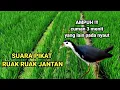 Download Lagu AMPUH !!! SUARA PIKAT RUAK RUAK JANTAN @PikatBorneo