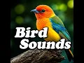 Evening Bird Sounds in Quiet Meadow
