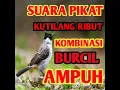 Download Lagu Suara pikat kutilang ribut kombinasi burcil ampuh