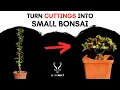 Easily turn cuttings into small BONSAI - Spekboom Dwarf Jade