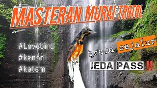 masteran murai trotol irama lagu sejalur mudah masuk muraibatu masteranmurai kicaumania