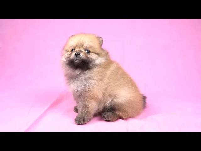 動画