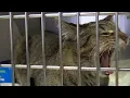 Humane Society Seeks Expansion
