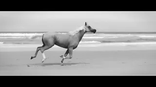 Bryan Adams Here I Am Live In Melbourne Australia 