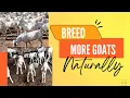 Download Lagu Cara alami mencapai sinkronisasi kelahiran pada kambing-Kelahiran ganda pada kambing