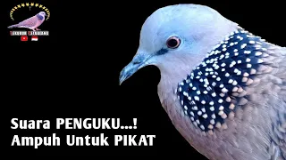 Download Suara Tekukur Gacor Menekan Rapat Memaksa Burung Lain Agar Ikut Bunyi MP3