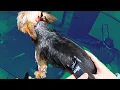 SHAVING A YORKIE Backwards
