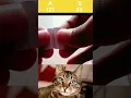 Download Lagu Guess The Right Answer #shorts #cat #bombastic #viral