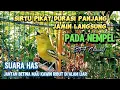 Download Lagu SUARA PIKAT BURUNG SIRTU/CIPOH RIBUT PALING AMPUH JAMIN LANGSUNG LENGET#sirtugacor@srfchannel3881