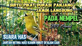 suara pikat burung sirtu cipoh ribut paling ampuh jamin langsung lenget sirtugacor srfchannel3881