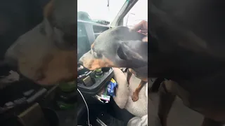 #fyp #dream #doberman #pets #youtube