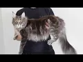 Maine Coon Albus Growing Up 13 Weeks - 1 Year