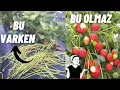 Download Lagu ÇİLEKTE YÜKSEK VERİM VE KALİTELİ MEYVE İÇİN..