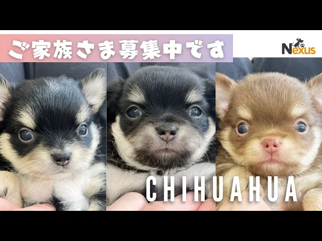 動画