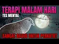 Download Lagu PANCINGAN PERKUTUT LOKAL MALAM HARI