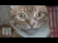 Cat has Vietnam flashback