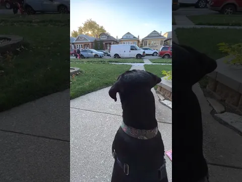 Dog DNA test reunites foster siblings 💗 #shorts