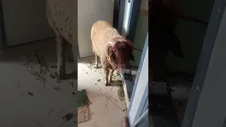 صوت الخروف   دندنها