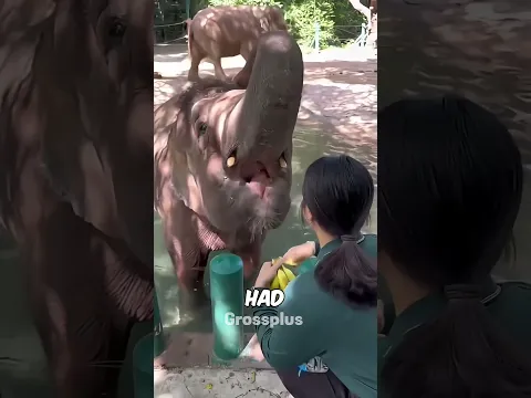Elephant #shorts #science