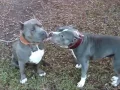 Bully Pitbull Razor Edge Stocky Short www titanpitbulls com