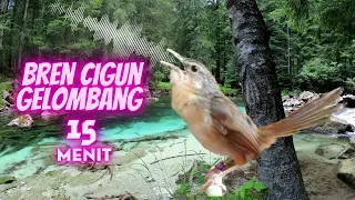 Download 15 Menit Masteran Cigun Ngebren Gelombang Tawon Jeda Suara Air MP3