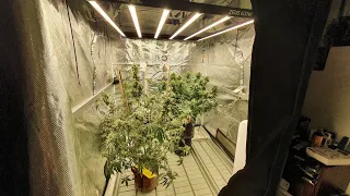 5x5 autoflower grow update day 75 
