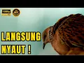 Download Lagu 100% Ampuh Memaksa Derkuku Lawan Agar Bunyi - Suara Tekukur KUK 2 Gacor Emosi