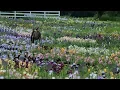 Blooming on the Iris Farm