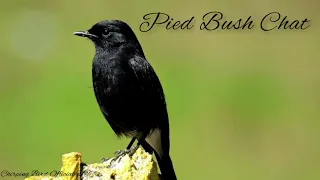 master bird chirping pied bush chat full fighter