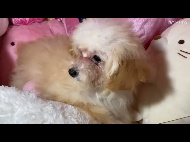 動画