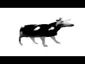 cow dancing mexican music
