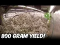 Platinum Pave TIMELAPSE FULL GROW SEED TO HARVEST VIVOSUN GROW EQUIPMENT