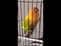 Download Lagu lovebird isian walang kecek