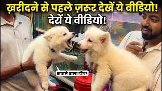 क्या Indian spitz सच में ऐसा होते हैं? 😱 Don't Buy Before Watching This!