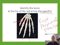 API Practice Lab Exam Skeletal Integumentary