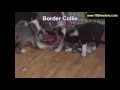 Border Collie Puppies Dogs For Sale In Hempstead Town Borough New York NY 19Breeders Islip