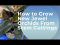 Download Lagu How to Grow New Jewel Orchids from Stem Cuttings