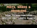 How to Kill Tortoise Beetles on Tomato Plants
