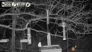 Wehr Nature Center Feeder Cam