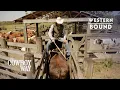 Meet The Boys Booger Cody and Bubba The Cowboy Way